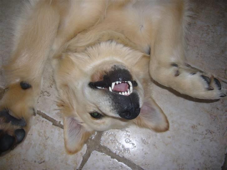 Golden retriever Oskar billede 4