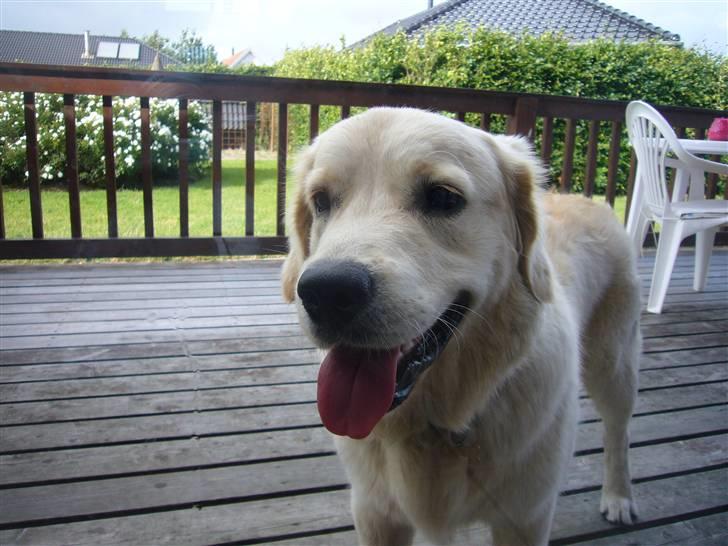 Golden retriever Oskar billede 5