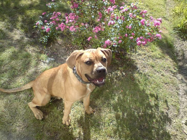 Blanding af racer Tyson billede 14