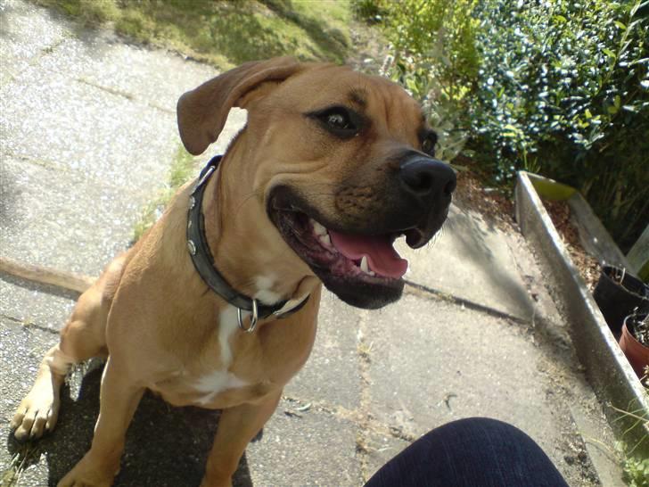 Blanding af racer Tyson billede 15