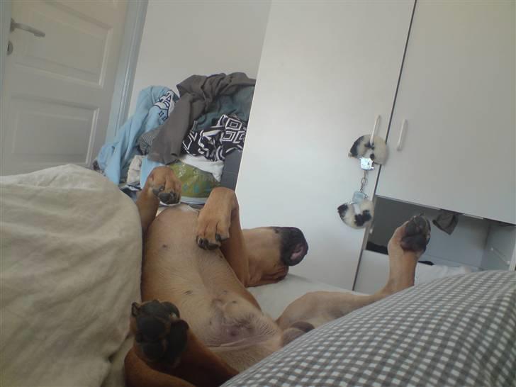 Blanding af racer Tyson billede 16