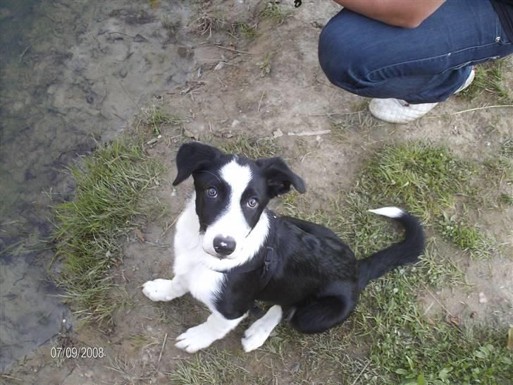 Border collie Rally billede 6