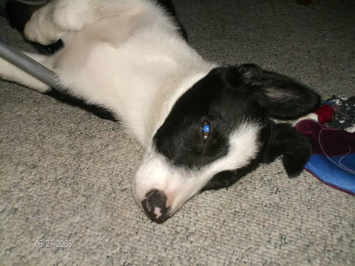 Border collie Rally billede 7