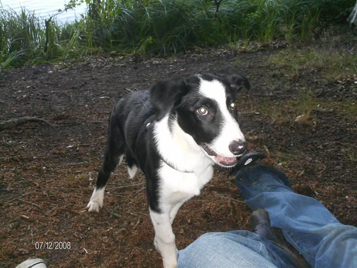 Border collie Rally billede 8