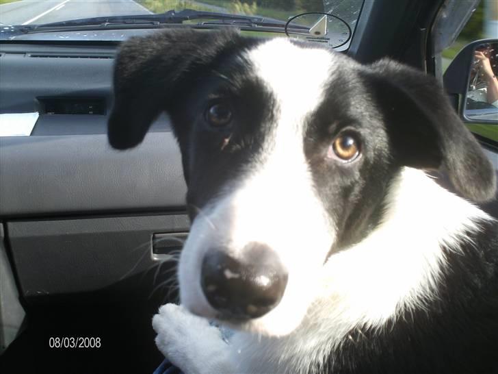 Border collie Rally billede 9