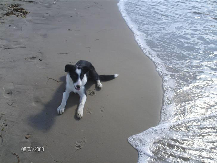 Border collie Rally billede 10