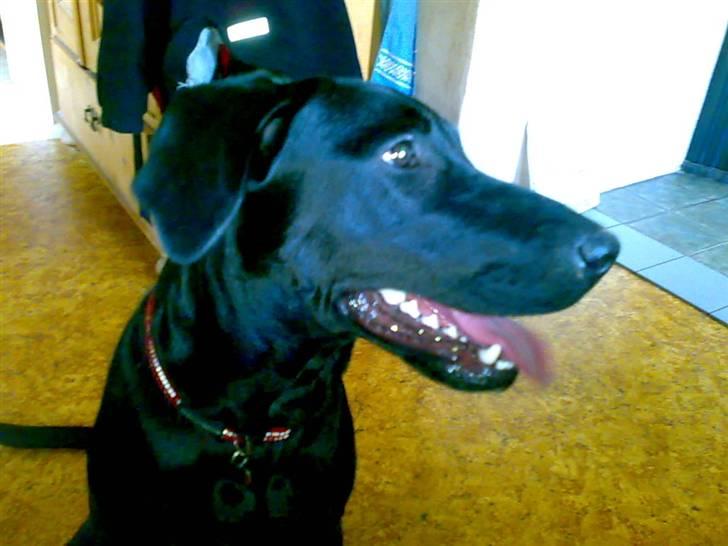 Blanding af racer nuggi billede 3