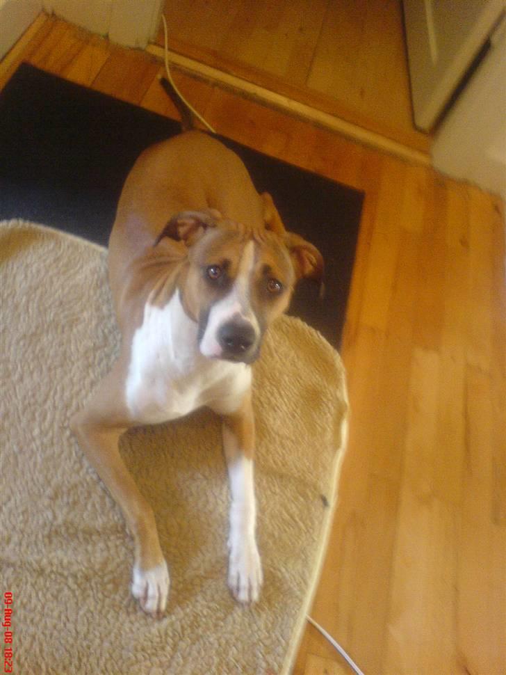 Blanding af racer gina billede 9