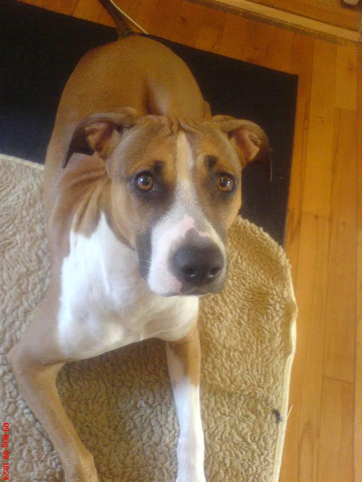 Blanding af racer gina billede 10