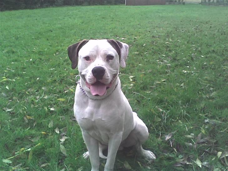 Amerikansk bulldog Fie (Fie-pigen) - min dejlige bror. desværre R.I.P billede 18