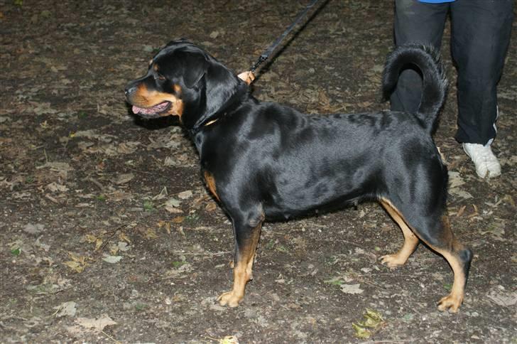 Rottweiler Freja  - MIN Freja, som er opmærksom <33 billede 11