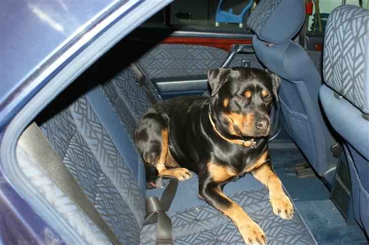 Rottweiler Freja  - Freja i voes bil :-) billede 12