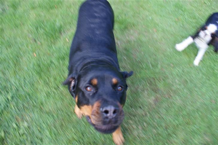 Rottweiler Freja  - Jeg vil lege !!  hehe.. :b billede 13