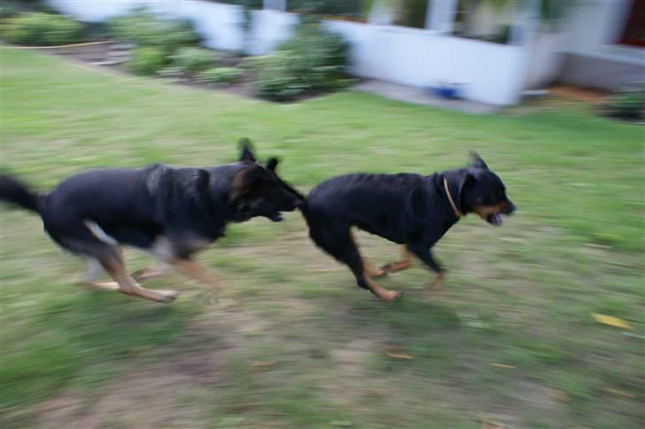 Rottweiler Freja  billede 14