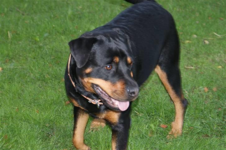 Rottweiler Freja  - ELSKER min lille tøs! <33 billede 15