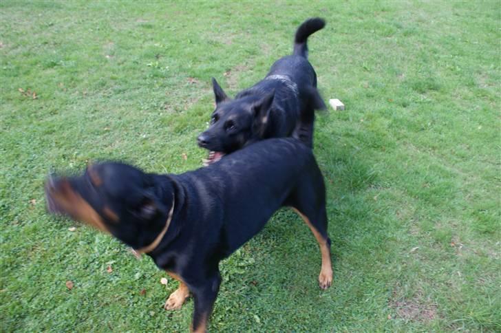 Rottweiler Freja  - Freja gør.. <3 billede 16