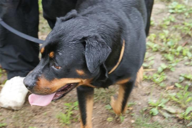 Rottweiler Freja  - på vej til skoven billede 17
