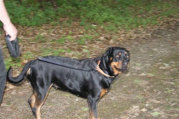 Rottweiler Freja  - I skoven  ... :) billede 18