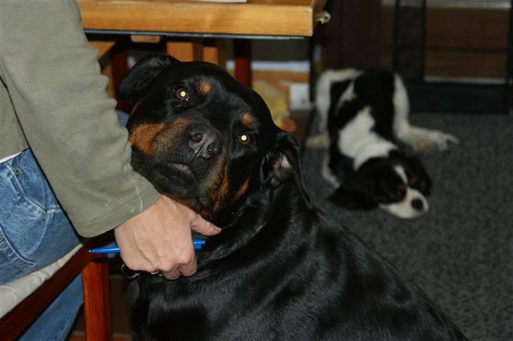 Rottweiler Freja  - Freja elsker og blive nusset, som i kan se.. <3 billede 19