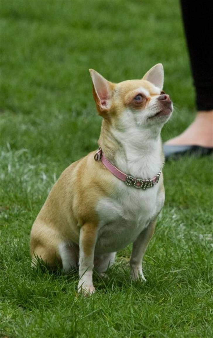 Chihuahua Solajma - Velkommen til min Profil - Smid en stemme og en kommenter til mig så bliver jeg glad . !!  billede 1