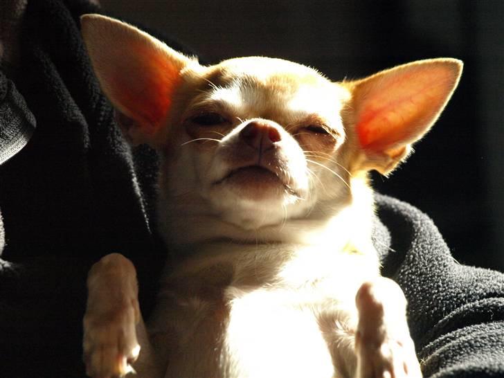 Chihuahua Solajma - Uha det er bare det BEDSTGE at ligge på Ryggen.. NYT. billede 2