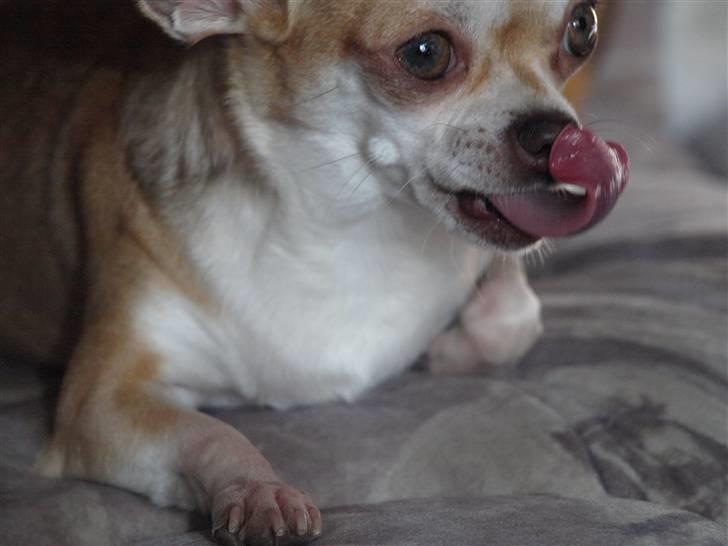 Chihuahua Solajma - * Nyt * billede 3