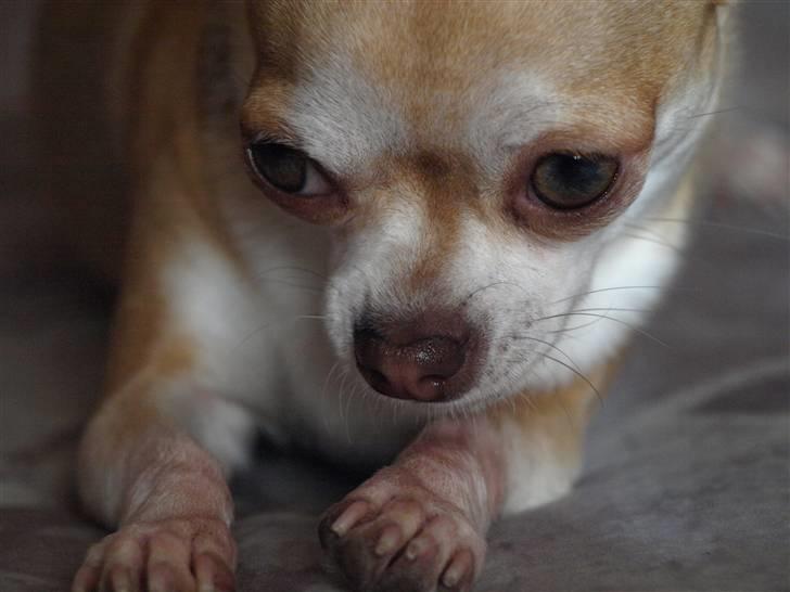 Chihuahua Solajma - * Nyt * billede 4