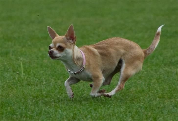Chihuahua Solajma - NJUUUUJM .. - Det går stærkt :)  billede 5