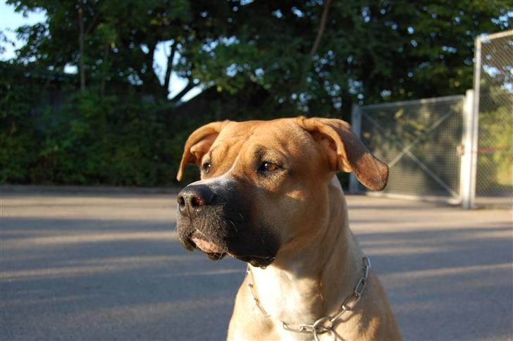 Blanding af racer Ciska.  - foto; HN-Foto.  billede 17