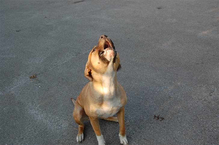 Blanding af racer Ciska.  - vuf vuf :o) - foto; HN-Foto. billede 18