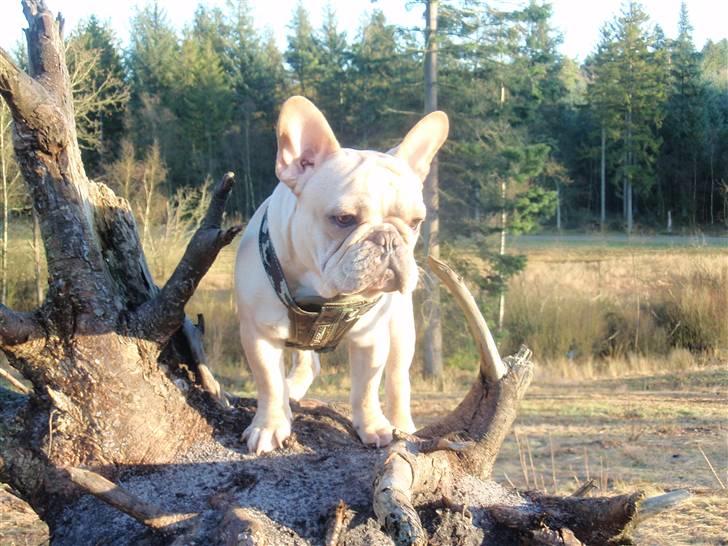 Fransk bulldog Felix billede 6