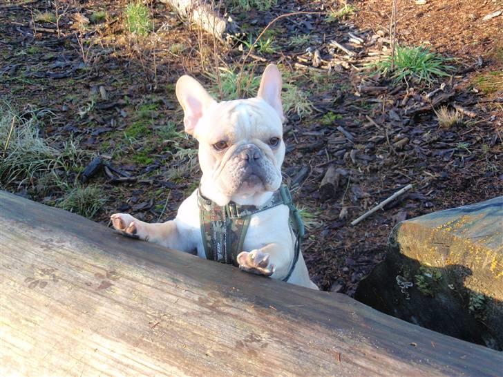 Fransk bulldog Felix billede 7