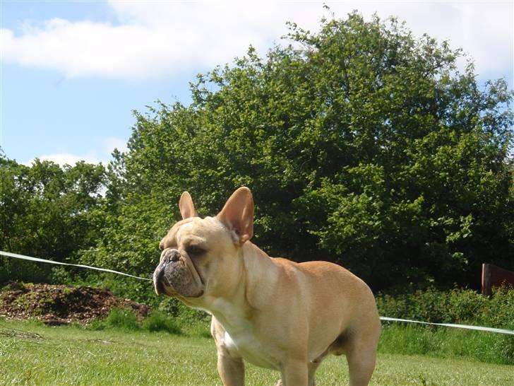 Fransk bulldog Felix - NYT *13.06.09* billede 8