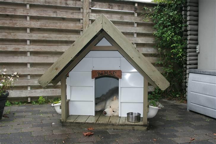 Samojedhund Bamse - Bamse i hans elskede hundehus..  billede 19