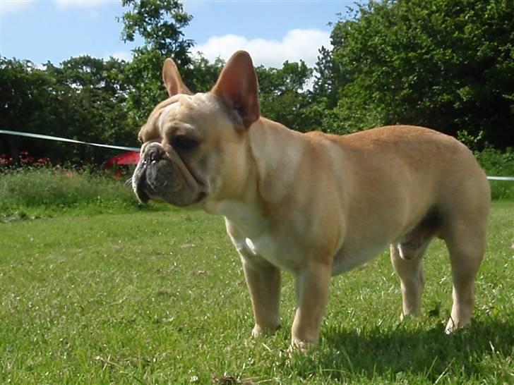 Fransk bulldog Felix - NYT *13.06.09* billede 9
