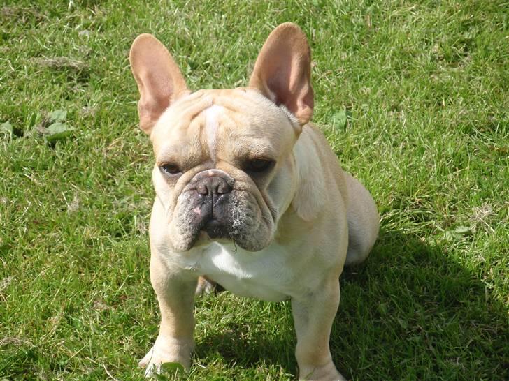 Fransk bulldog Felix - NYT *13.06.09* billede 10