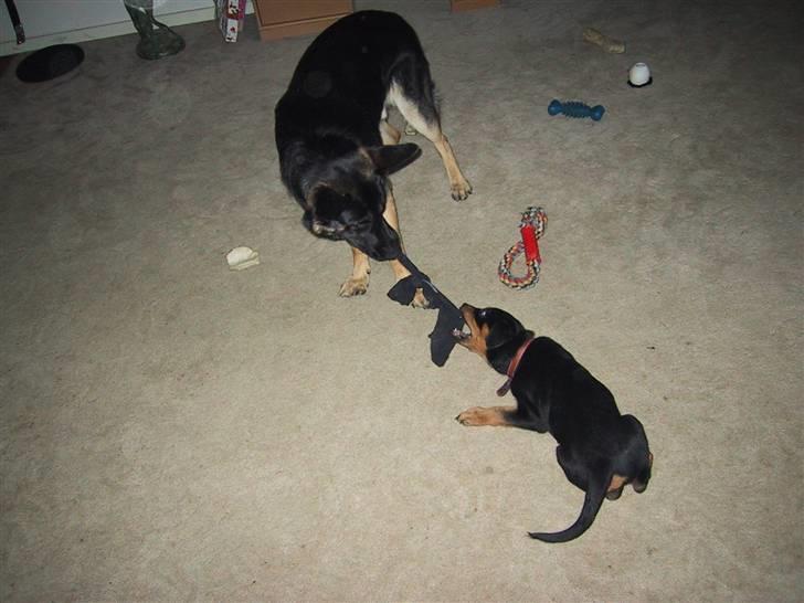 Rottweiler Freja  - hehe. Freja trækker bare ALT det hun kan..:) Django står bare :).. ret fun:) billede 20