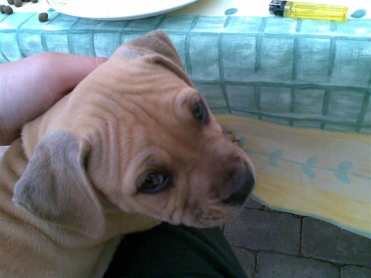 Blanding af racer Nellie billede 17