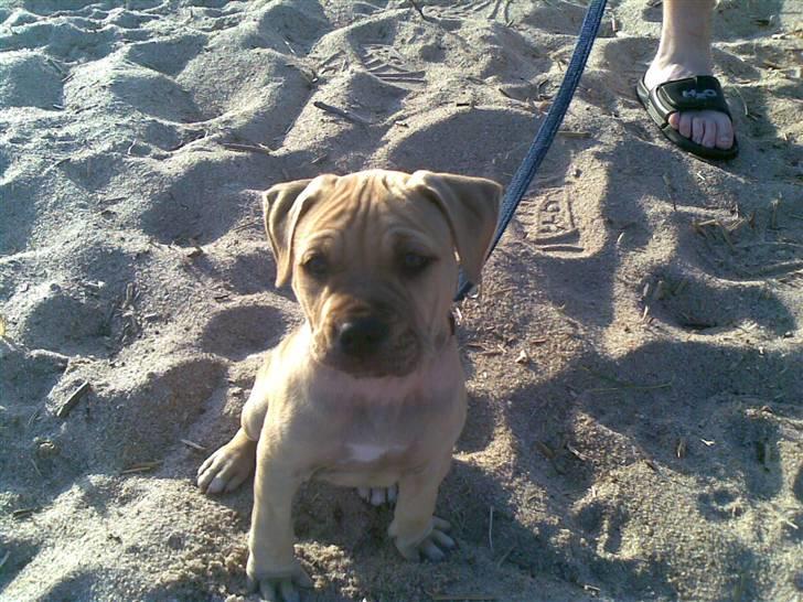 Blanding af racer Nellie billede 18