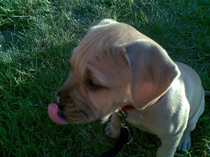 Blanding af racer Nellie billede 19