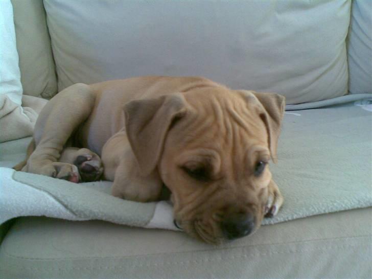 Blanding af racer Nellie billede 20