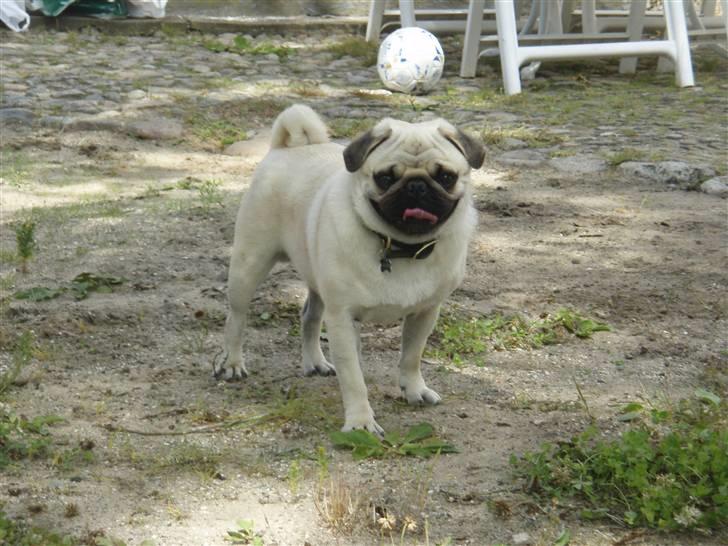 Mops Bertram - Bertram en dag ved sommerhuset. billede 5
