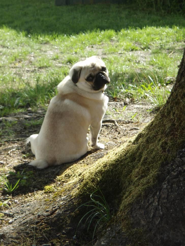 Mops Bertram - Betram sidder idyllisk ved det store træ. billede 6