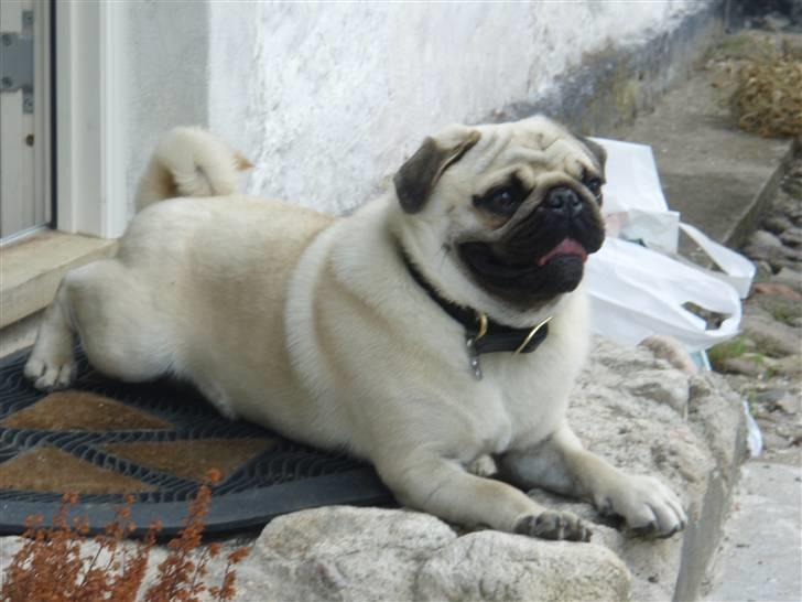 Mops Bertram - "Brynjen" som vi kalder ham. billede 7