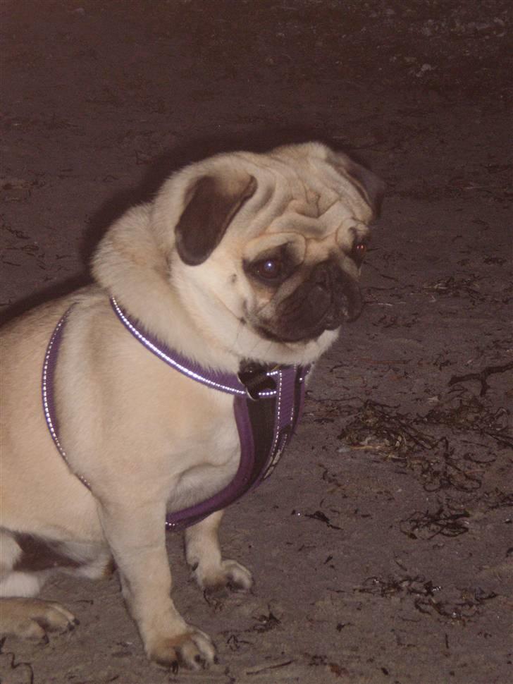 Mops Bertram - Bertram på stranden i Fjellerup d. 9. april. billede 8