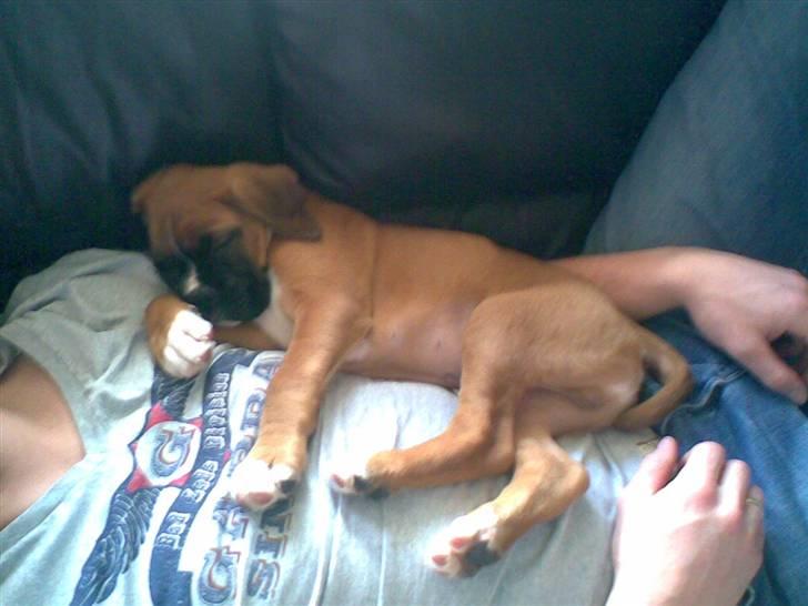 Boxer FREY billede 6