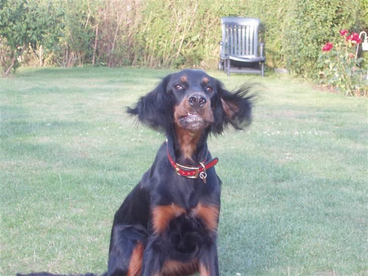 Gordon setter Wøkk´s Andi - 8 måneder gamle Andi.... Min Lille Gavtyv billede 9
