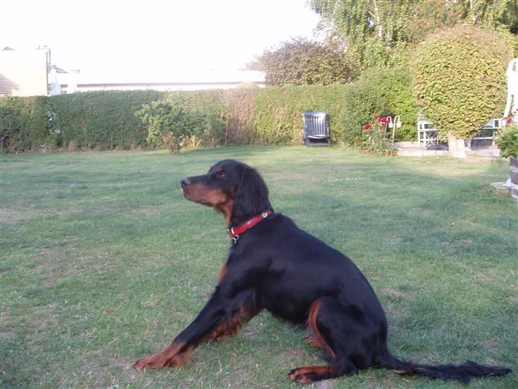 Gordon setter Wøkk´s Andi - 8 måneder... ( tiden går stærkt når man har det sjovt :D ) billede 10