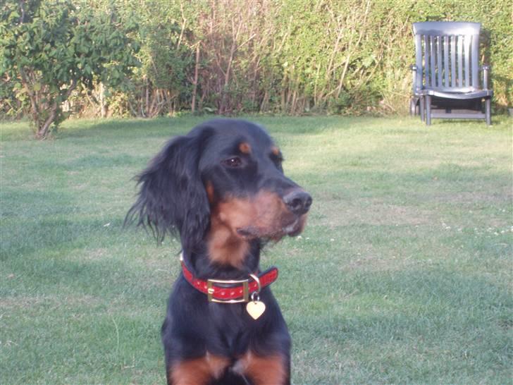 Gordon setter Wøkk´s Andi - der er noget der siger mig at han er stolt billede 11