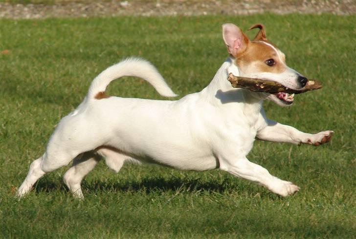 Jack russell terrier AaB - Febuar 2009 billede 1